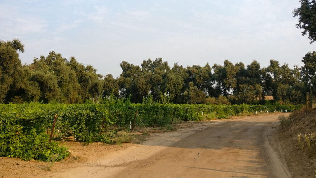 Zone 1 - Vineyards